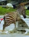 Luckiest Zebra   Zebra Survives Crocodiles Multiple Attacks   Crocodile vs Zebra #Hunting #shorts