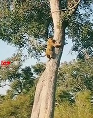 Lioness Found Her Cub Hiding On the Tree   Lioness Cub Reunited with Mom   Cute Lion Cub