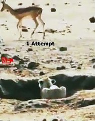 Funny Lioness Fails 2 times at Same Place   lion hunt fails   Lioness Attack Impala