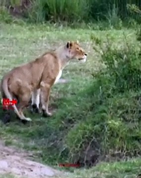 Zebra Escaped Lioness Attack Zebra Fights Lioness Wild Animals Fight Lioness Attack Zebra