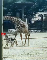 Zebra ChallengesGiraffe to Fight   GiraffeSlams Zebra   Zebra vs Giraffe Fight   Animal Fight