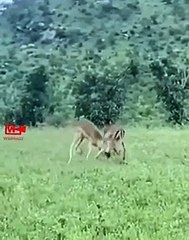 Leopard Takes the Advantage   Leopard Hunts Gazelle