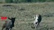 Incredible Cheetah -Chase Hunt   Cheetah Speed Hunting  Cheetah Attacks Wildebeast #Hunting #Shorts