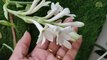रजनीगंधा पौधे की देखभाल ऐसे करें खूब फूल आएंगे | rajnigandha plant care | how to grow tuberose plant