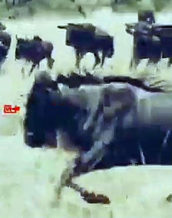 CHEETAHS the Ultimate Chasing Hunters   Cheetah Hunt Wildebeast   Cheetah Chase #wildlife #shorts