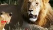 Lion CubFartsLion KingLaughs  Lion vs Cub Funny Video   Lion Pride Cute Moments