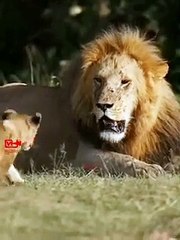 Lion CubFartsLion KingLaughs  Lion vs Cub Funny Video   Lion Pride Cute Moments