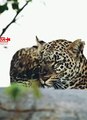 ❤Beautiful Leopard Cub with Mom   Cute Leopard Cub on Tree   cute Beautiful Animal Babies