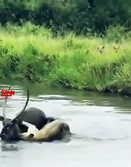 Nobody Helps the Lioness   Lioness Hunting Fails   Lioness Hunt Gazelle in water   Lioness vs Deer