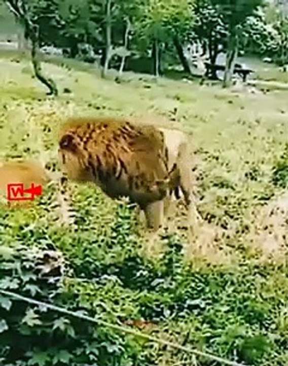 Big FightLION vs TIGER   Tiger fights lion   wild animals fight #wildlife #lion #tiger #shorts