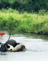 Nobody Helps the Lioness   Lioness Hunting Fails   Lioness Hunt Gazelle in water   Lioness vs Deer
