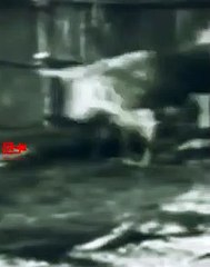Lion Messed with Wrong Cow   Lion Hunt Fail