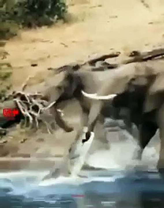 Crocodile Attacked Elephant   Elephant vs Crocodile Fight   Wild Animals Fight   Crocodile hunting