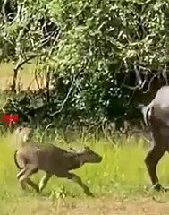 Brave BuffaloFights Leopard And Saves Her Baby Calf   Leopard Attack   #Hunting #attack #shorts