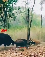 Bull Throws His Friend To Tiger to Save Himself   Bull Helping Tiger   Strange Incident  #shorts