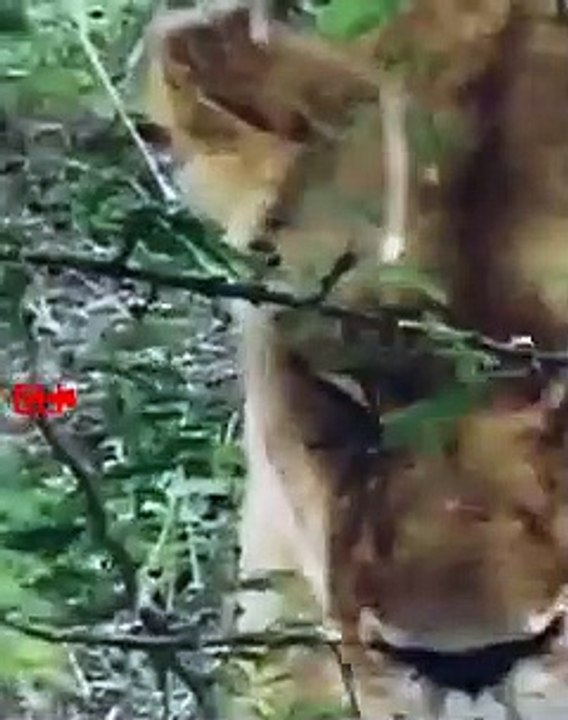Lion Takes Down Cheetah   Lion Suddenly Attacks Cheetah   Lion Hunts Cheetah #wildlife  #shorts