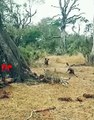 Fight For Food - Leopard vs Wild Dogs vs Hyenas   Animals Fight for Food   Big cats vs Wild dogs