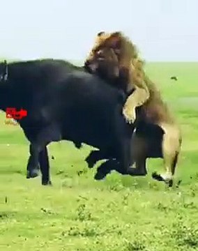 Lion lioness Hunts Buffalo Lion Attack Lion vs Buffalo