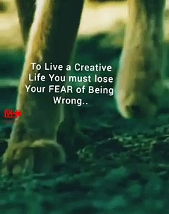 Wild Cat Hunt   Best Motivational Video   Inspirational