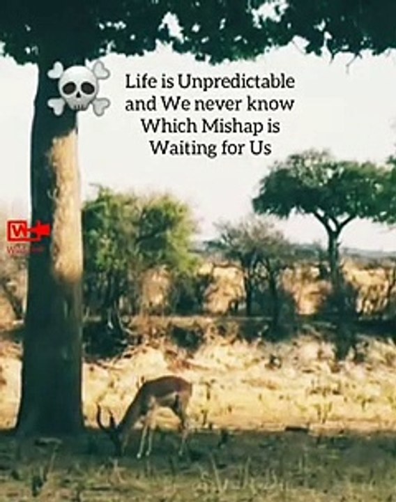 Leopard Hunts Deer   Nature's Life Message   Leopard Attack
