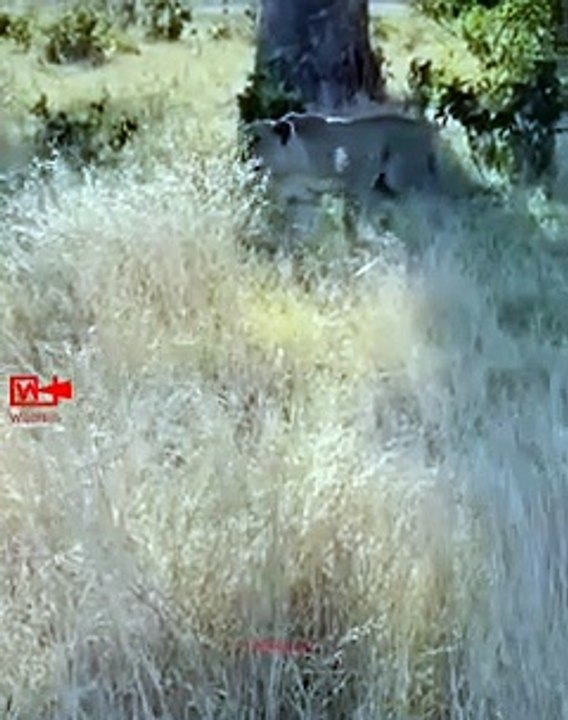 Lucky Wild dog Escaped the Lioness Attack   Lioness Hunt Wild Dog   Wild animals fight