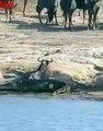 HIPPO vs Crocodile   Crocodile attack Wildebeast    Crocodile hunt #shorts