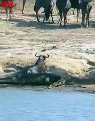 HIPPO vs Crocodile   Crocodile attack Wildebeast    Crocodile hunt #shorts