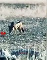 Leopard Attack Coyote   Leopard Hunt Coyote   Leopard vs Coyote   #Wildlife #Hunting video  #shorts