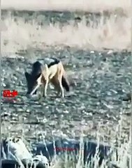 Leopard Attack Coyote   Leopard Hunt Coyote   Leopard vs Coyote   #Wildlife #Hunting video  #shorts