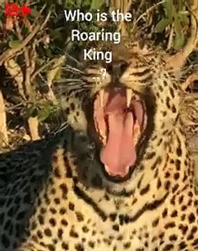 ROARS Of the Jungle Big Cats Roaring Lion Roars Roaring Tiger #shorts