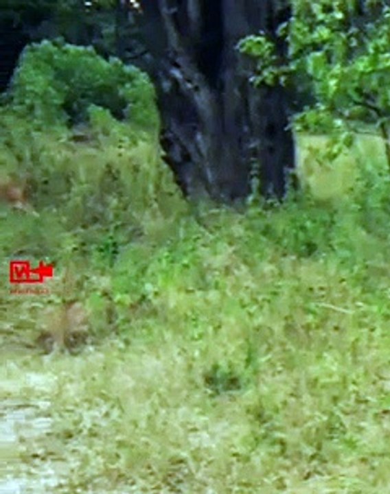 Lion vs Leopard - Who is the Best    Leopards are Better Hunters than Lions