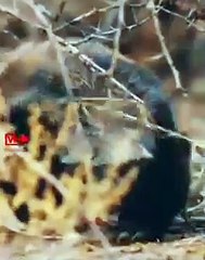 Leopard Kidnapped Honey Badger Baby    Honey Badger Fights Leopard