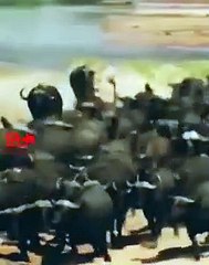 Brave Heart Buffalo   Buffalo saves His Partner   Inspiring and Motivational Scene