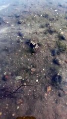 Les créatures marines se battent pour les coquillages