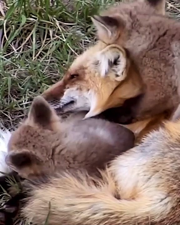 Motherly affection