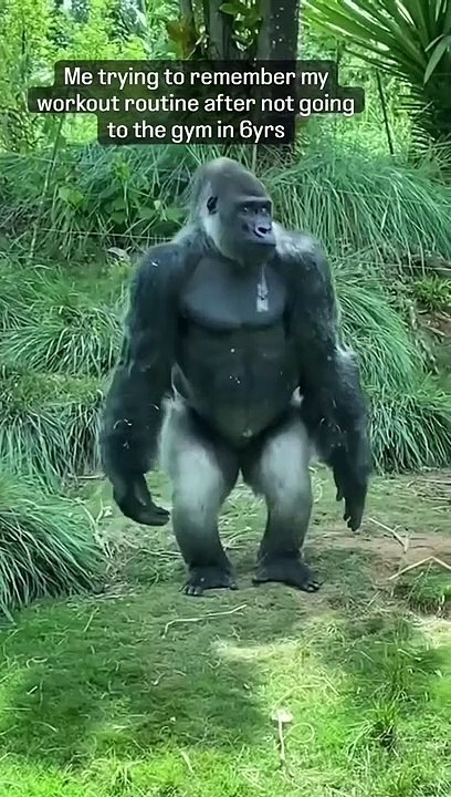 Workout of Gorilla