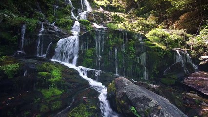 Amazon jangle in the wild 4k / beautiful nature 4k video / 4k UHD / BBC / BBC earth / BBC earth HD