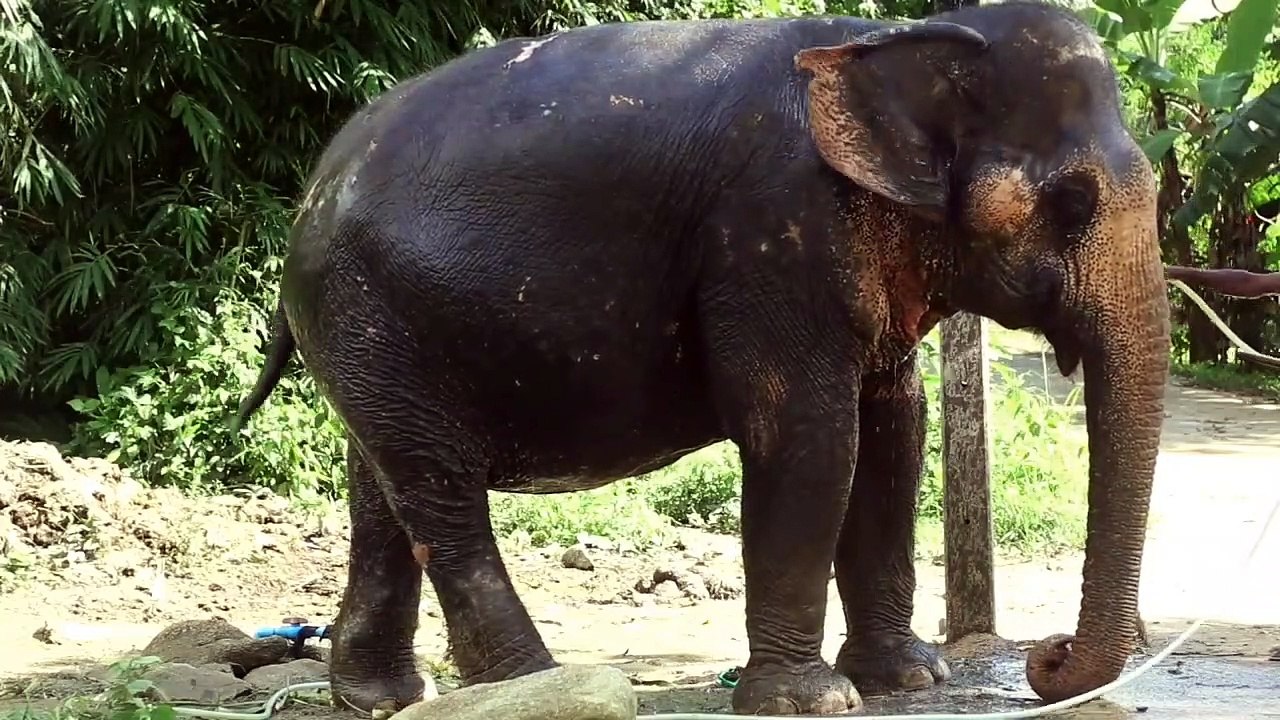 Big Amazing Elephant Video
