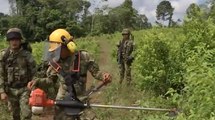 Erradicación de la hoja de coca en Colombia: el aumento de cultivos incrementa la ola de violencia
