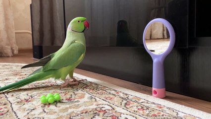 Говорящий ожереловый попугай Пусик - монолог