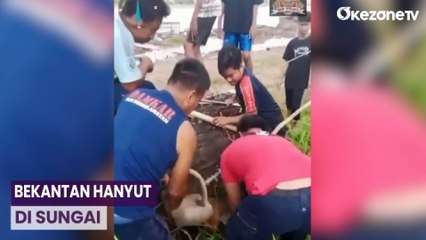 Hanyut di Sungai, Seekor Bekantan Diselamatkan Nelayan