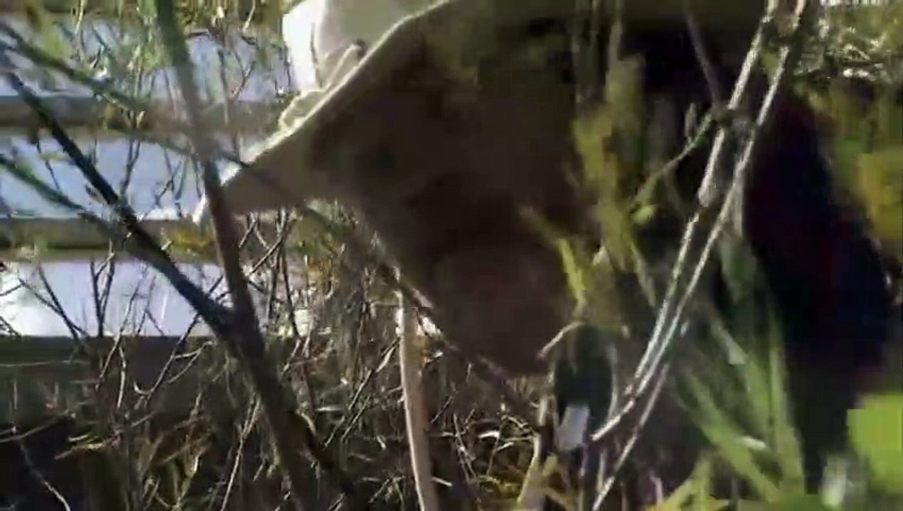 Catching Killers Season 1 Episode 4 Killing Couples فيديو Dailymotion