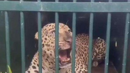 తిరుపతి జిల్లా: గుడ్ న్యూస్.. చిక్కిన నాలుగో చిరుత