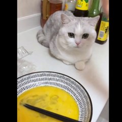 Funniest catsIn The World Funny and Fails Pets Video