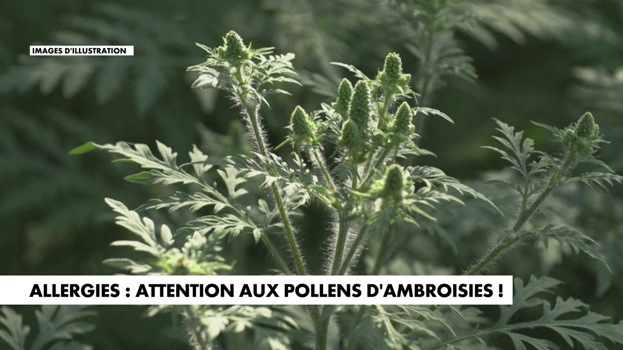 Allergies : attention aux pollens d'ambroisies !