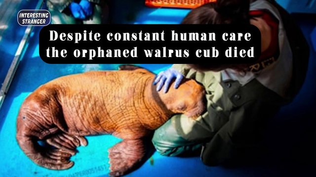 Despite constant human care, the orphaned walrus cub died @InterestingStranger
