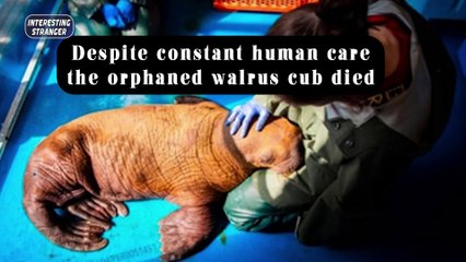 Despite constant human care, the orphaned walrus cub died @InterestingStranger