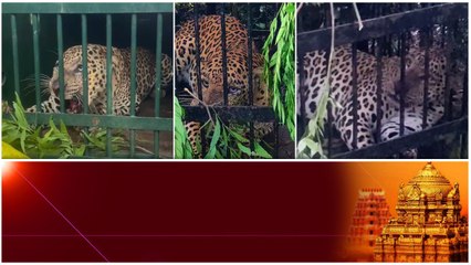 Tirumala: తిరుమలలో చిక్కిన మరో చిరుత.. | Telugu OneIndia