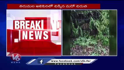 Leopard Caught  In Cage At Alipiri _ Tirumala _ V6 News