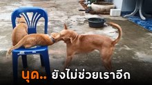 อย่างจี้ ! ตูบตัวตึงแกล้งแมวส้มอย่างแสบ ยัง.. นุดยังไม่ช่วยอีก